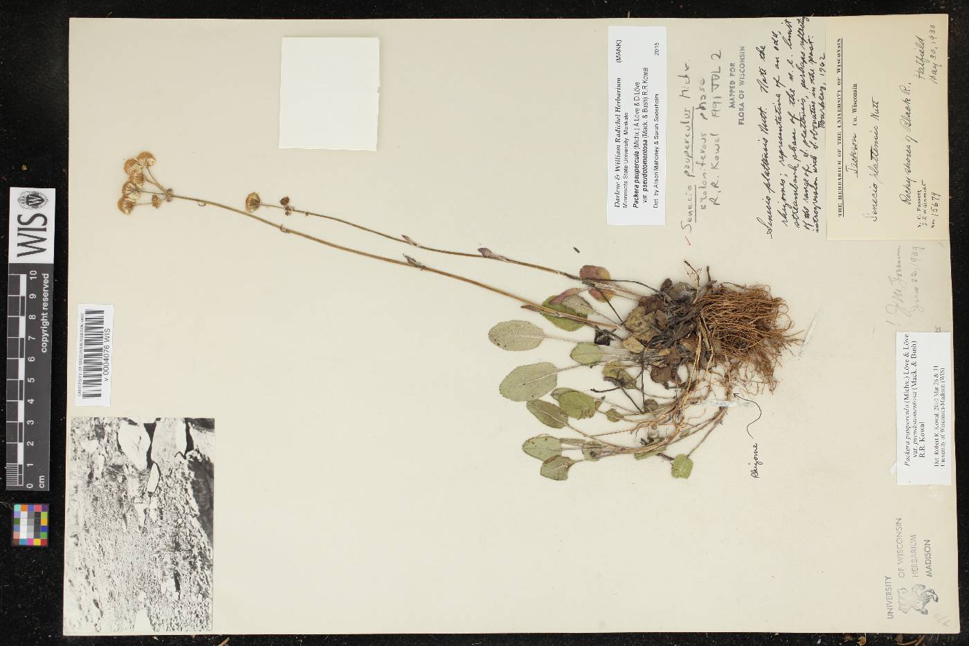 Packera paupercula image