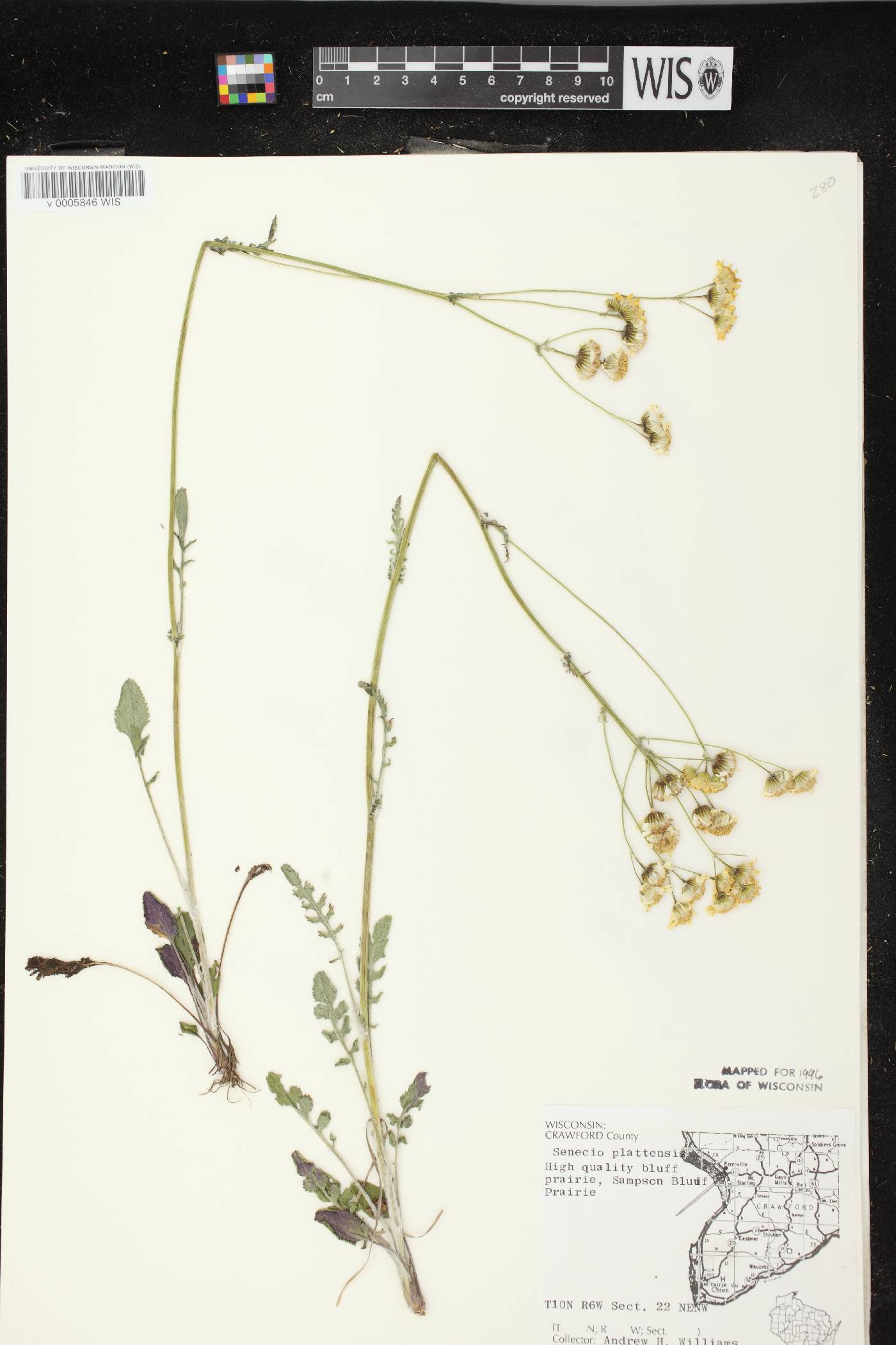 Packera plattensis image