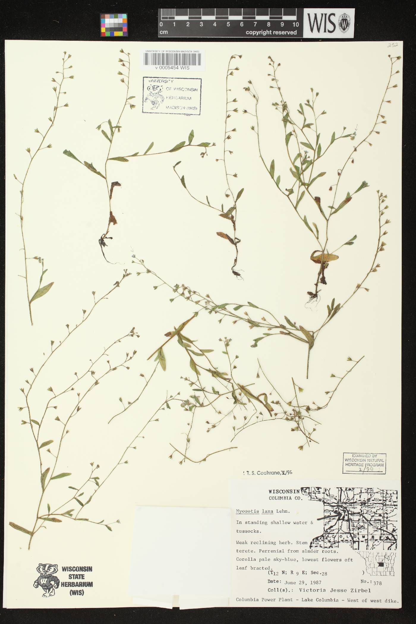 Myosotis laxa image