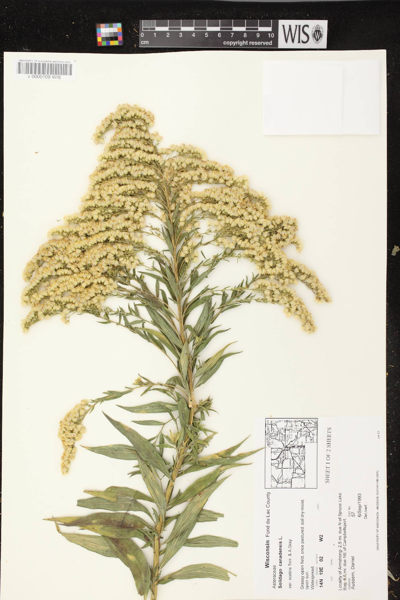 Solidago altissima subsp. altissima image