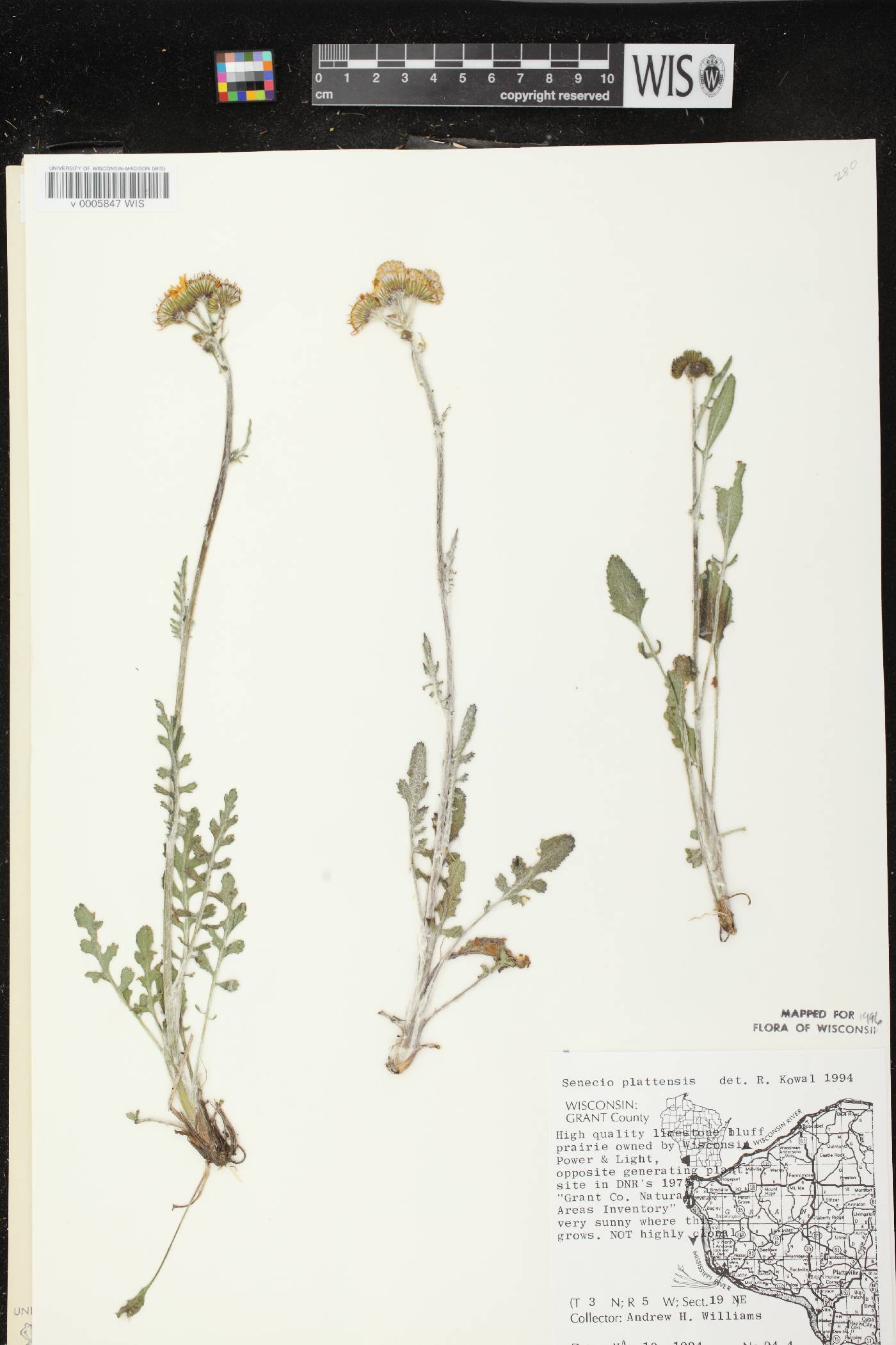 Packera plattensis image