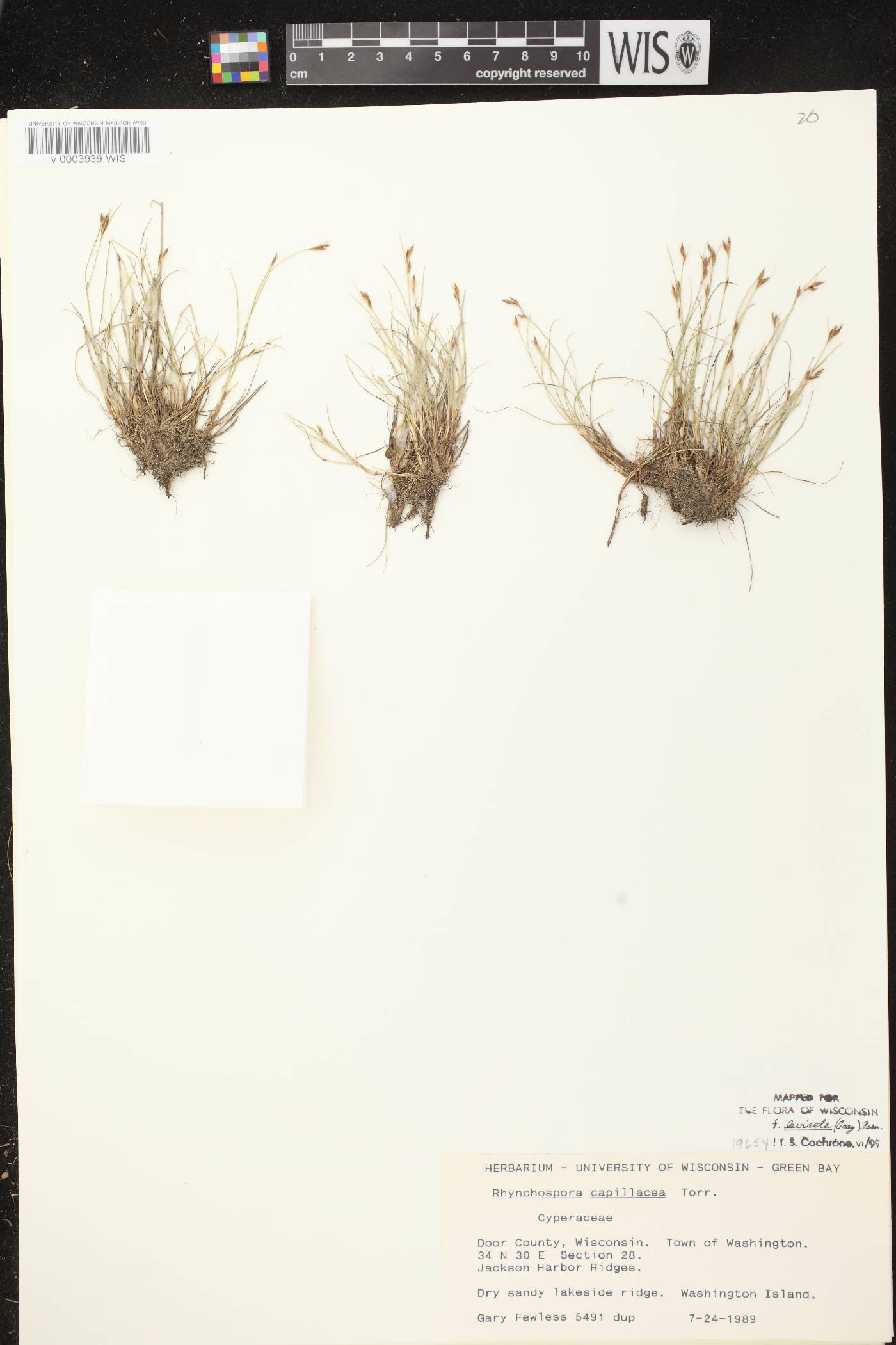 Rhynchospora capillacea image
