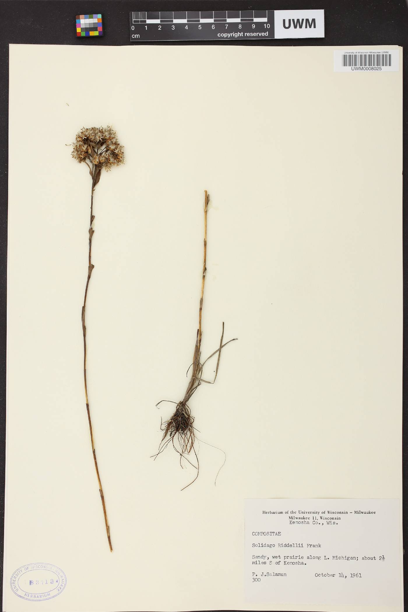 Solidago riddellii image