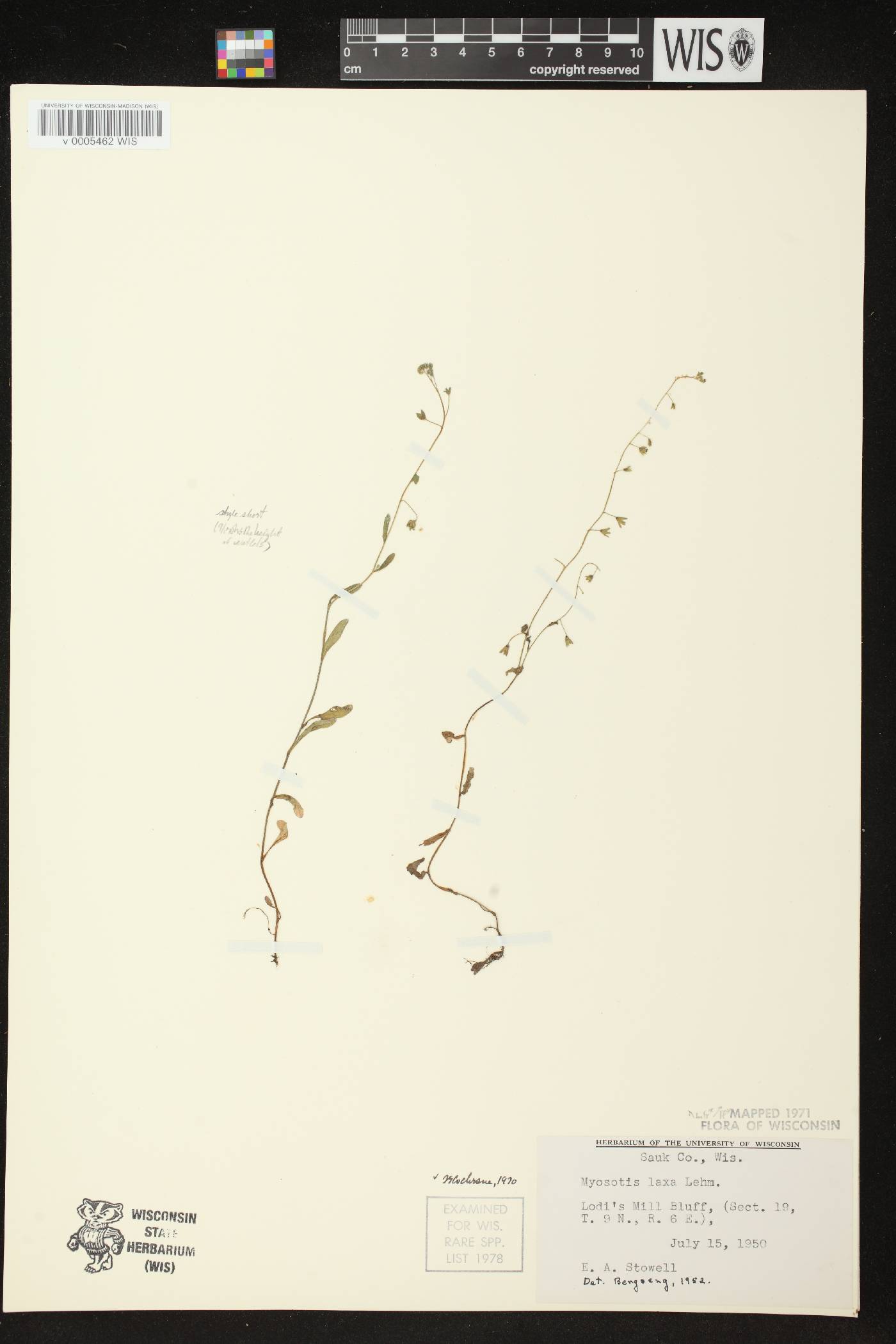 Myosotis laxa image