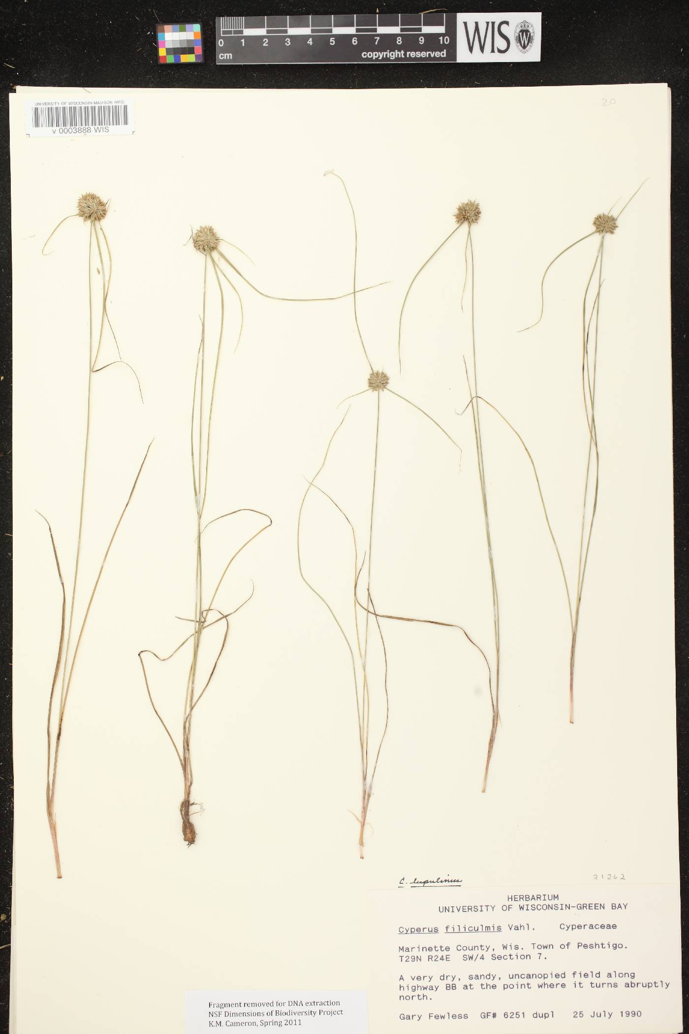 Cyperus lupulinus image