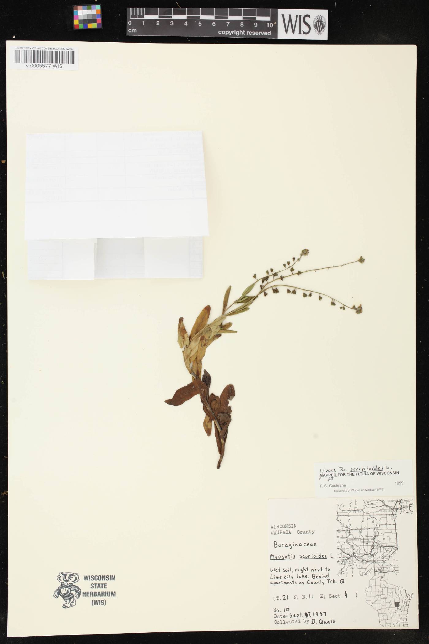 Myosotis scorpioides image