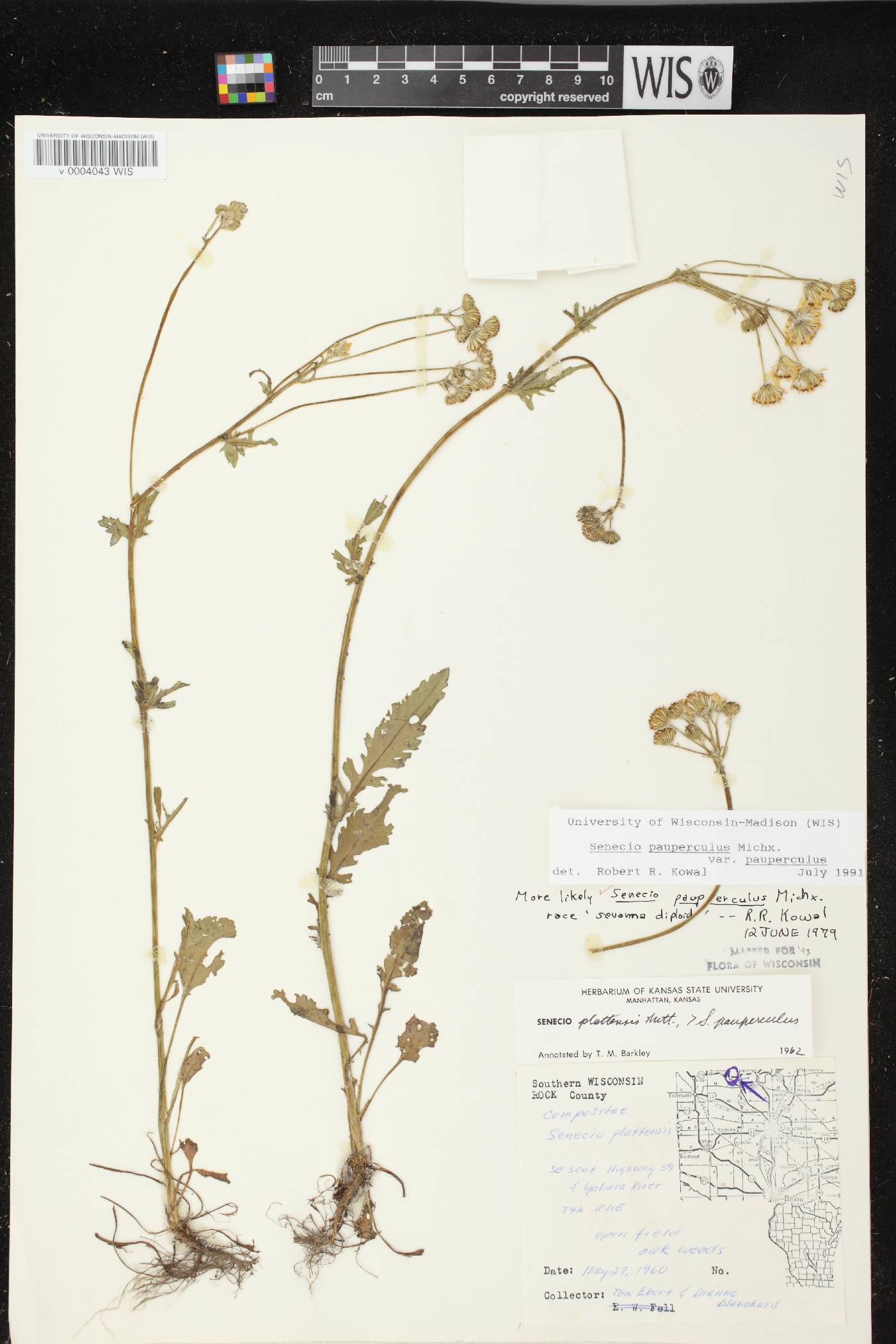 Packera paupercula image