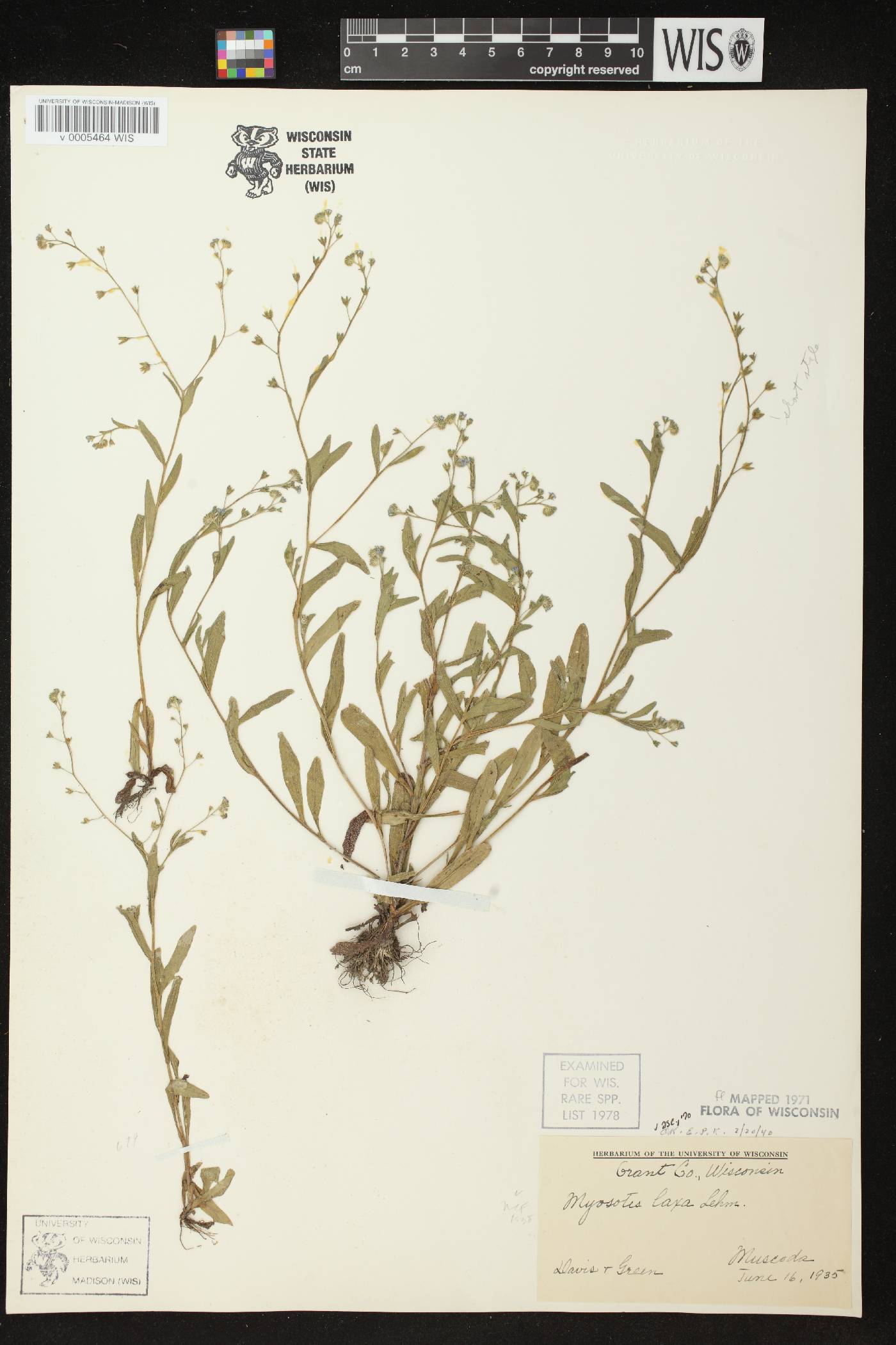 Myosotis laxa image