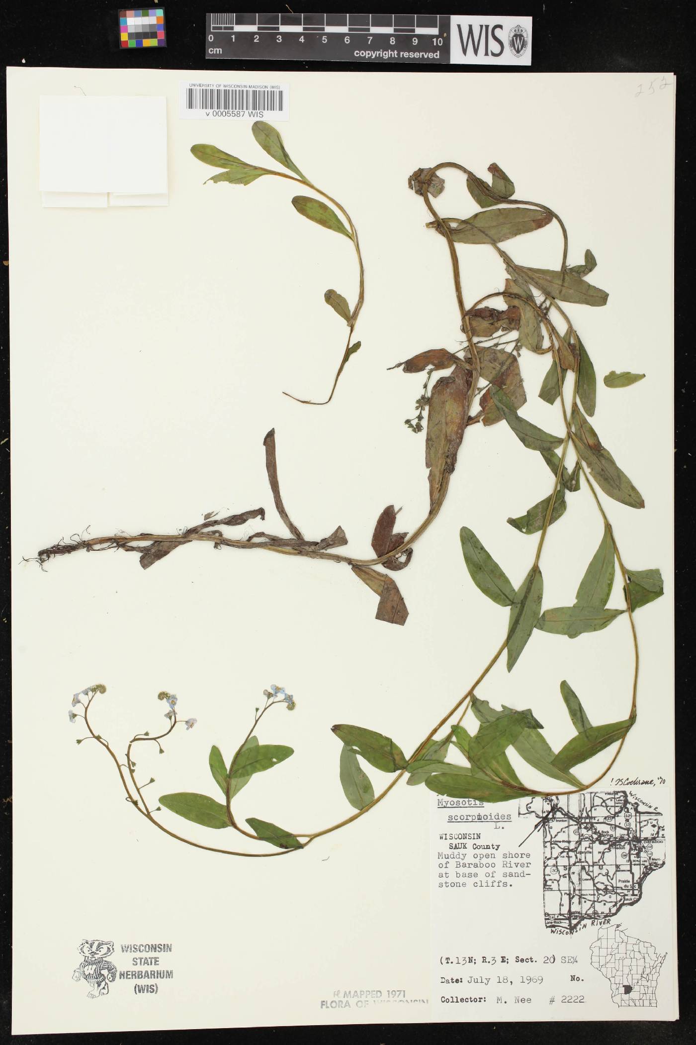 Myosotis scorpioides image
