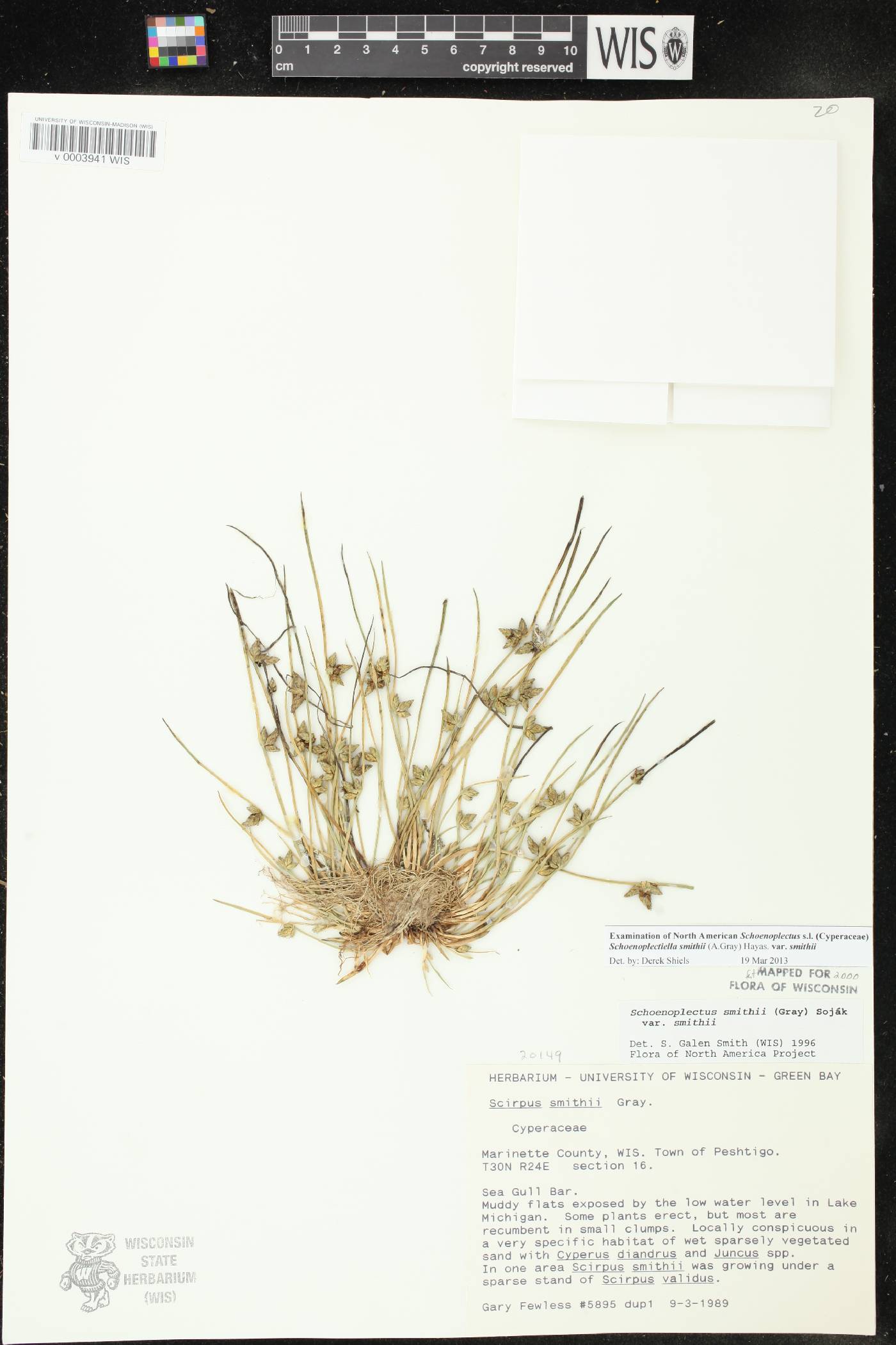 Schoenoplectus smithii image