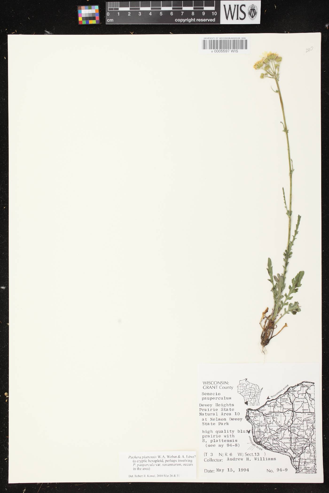 Packera plattensis image