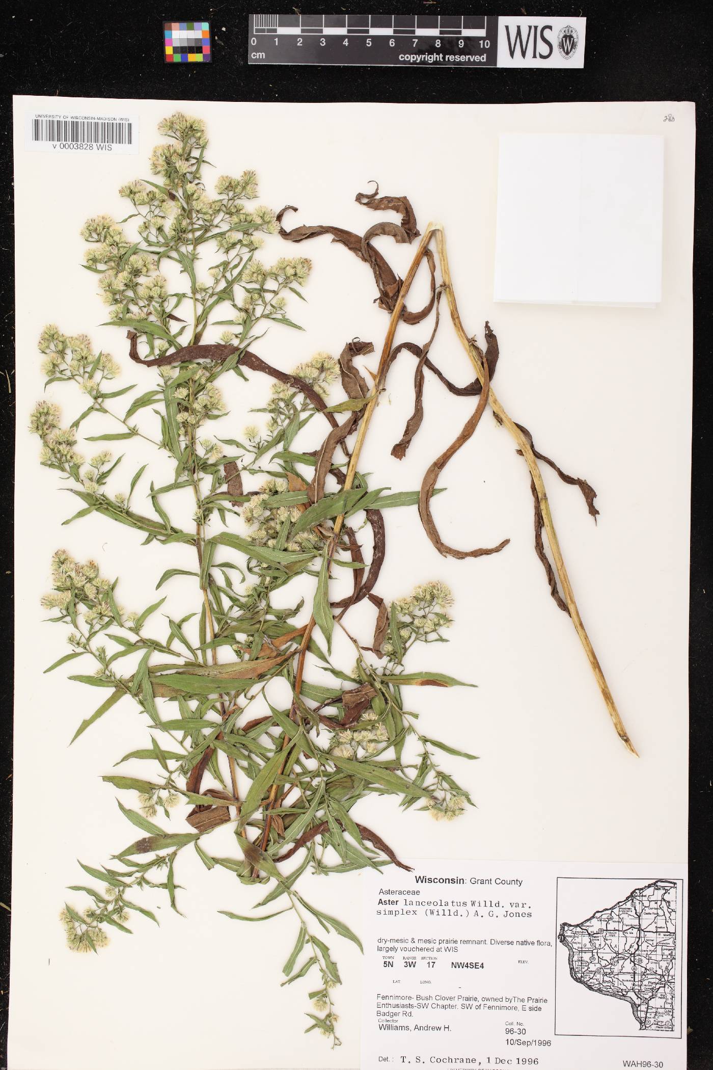 Symphyotrichum lanceolatum var. lanceolatum image