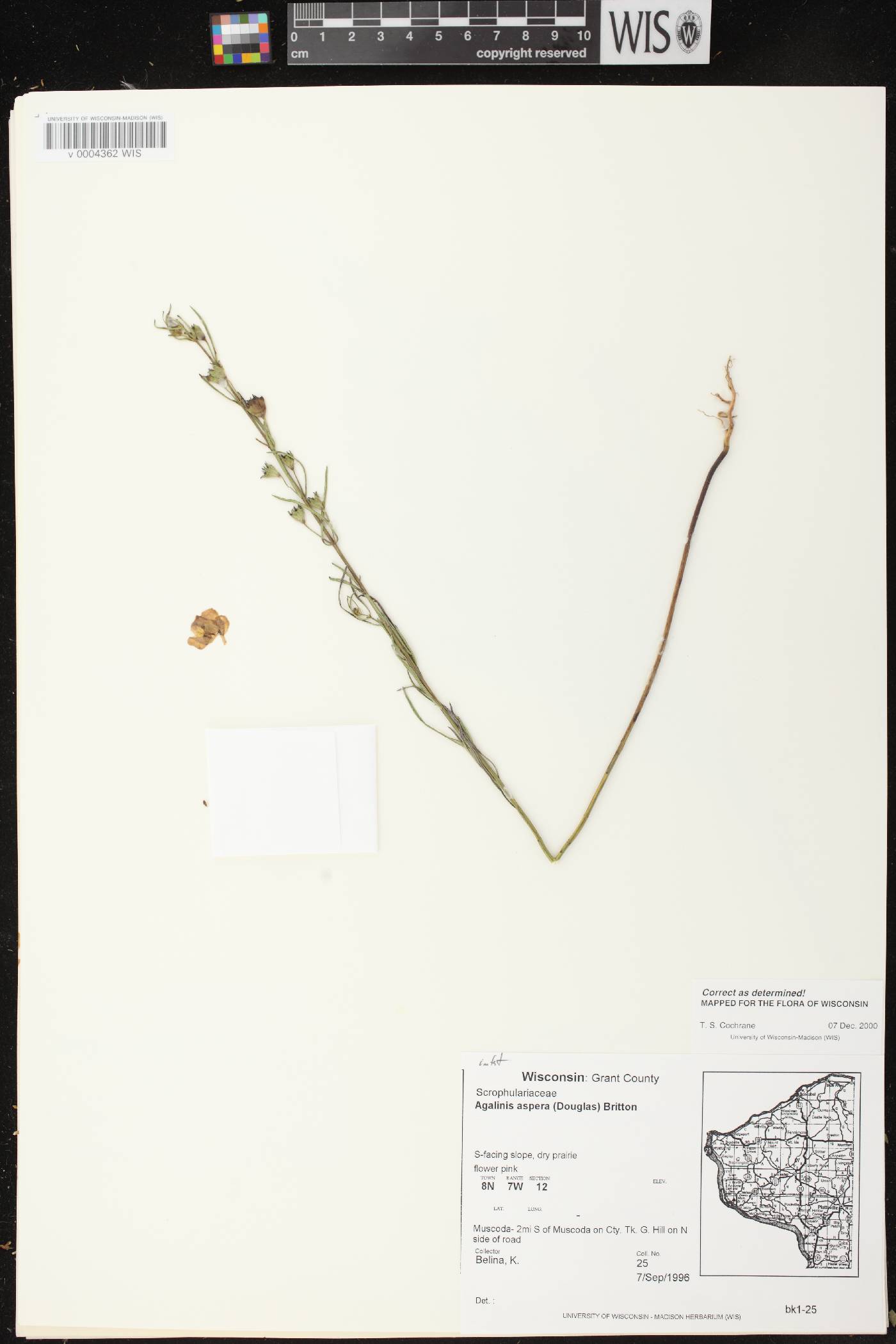 Agalinis aspera image