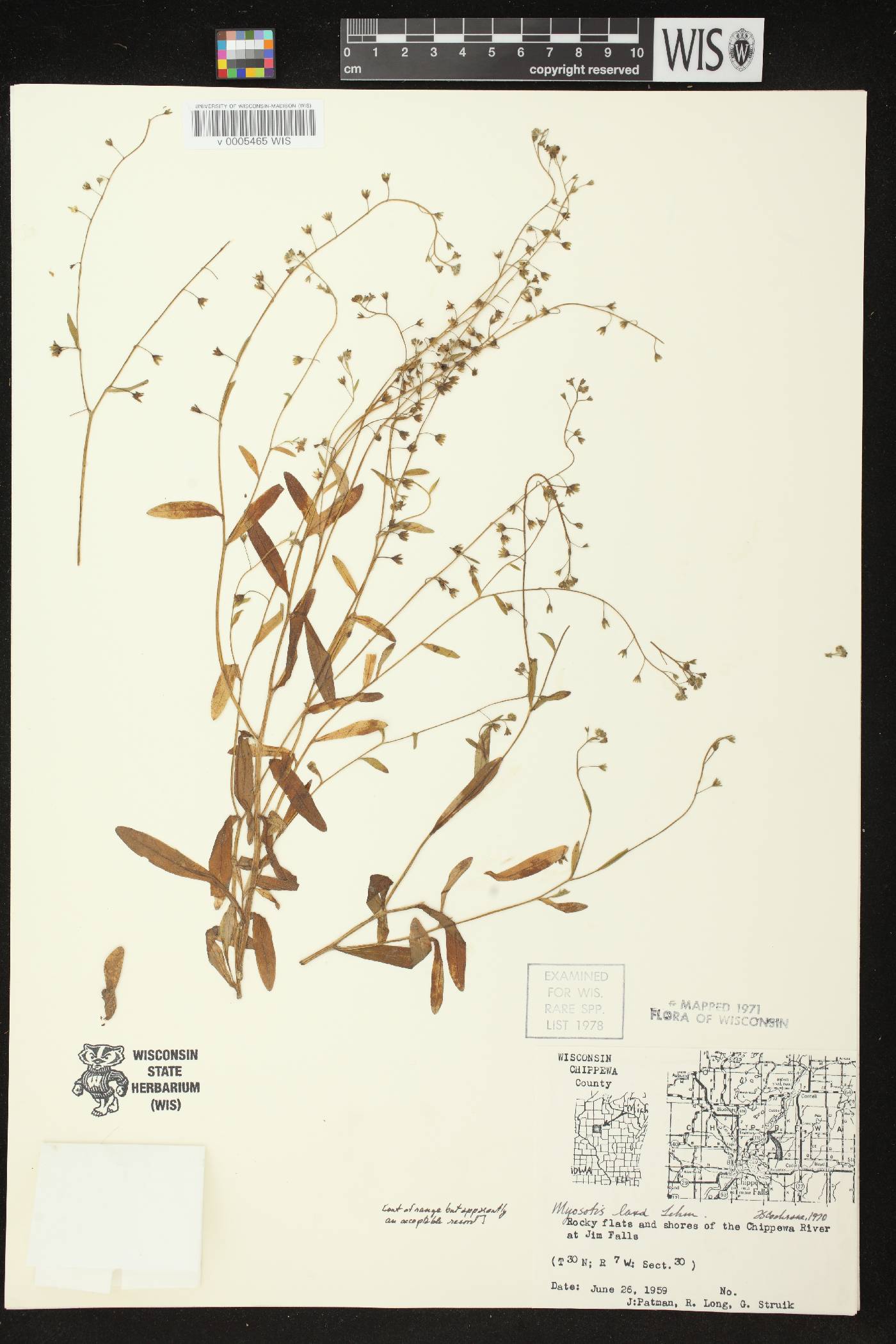 Myosotis laxa image