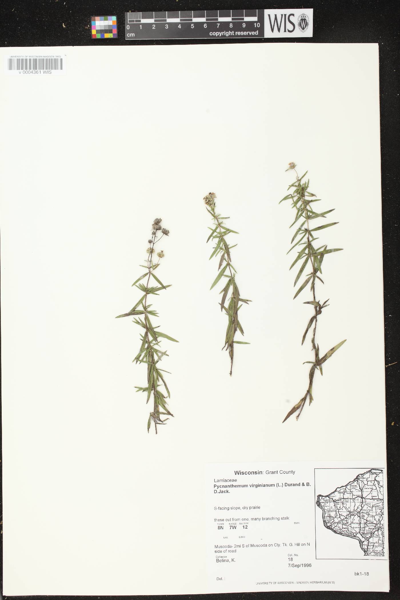 Pycnanthemum virginianum image