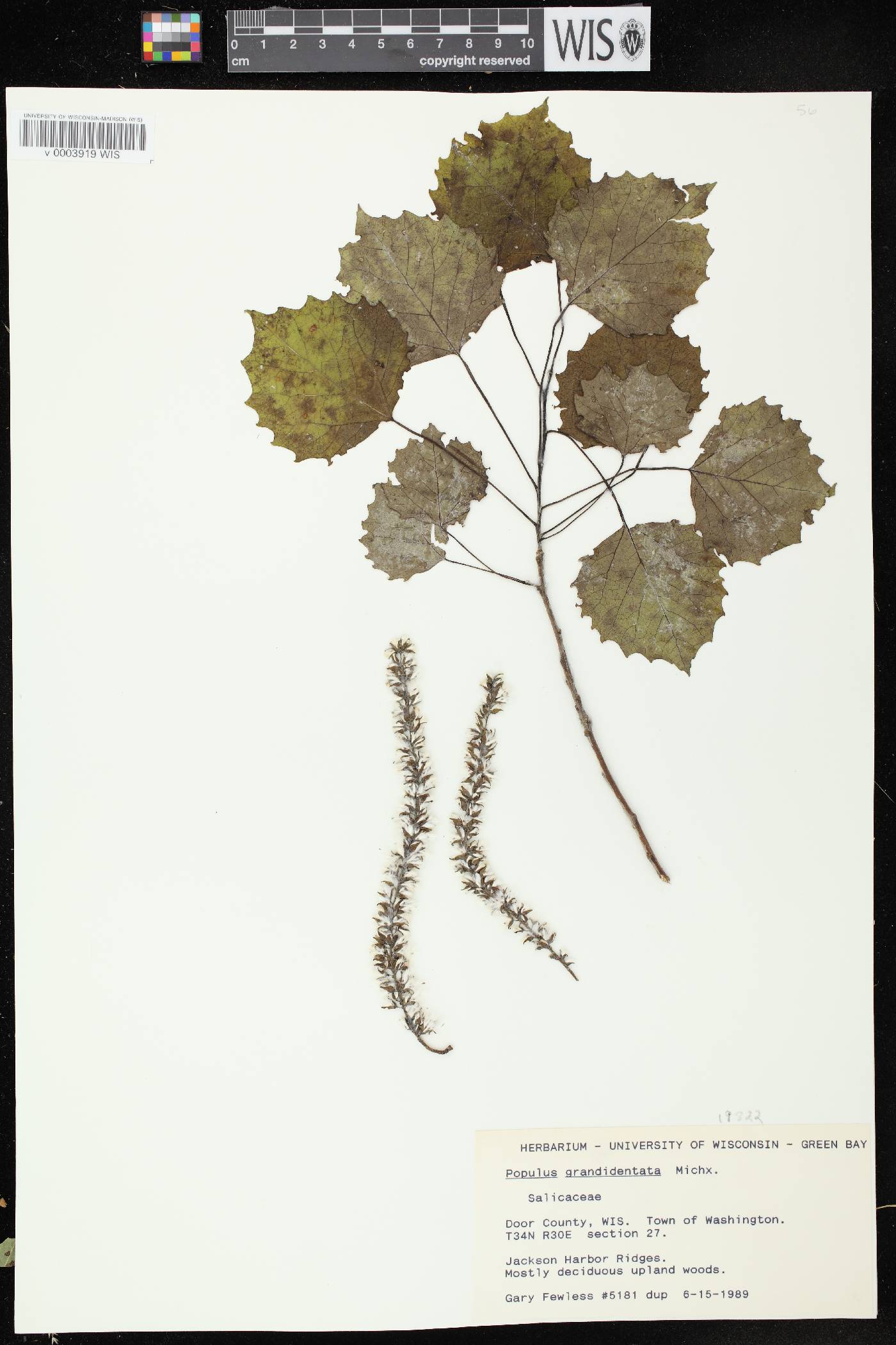 Populus grandidentata image