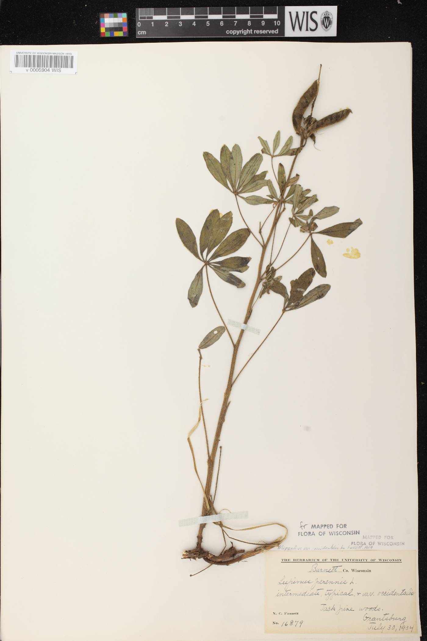 Lupinus perennis var. occidentalis image