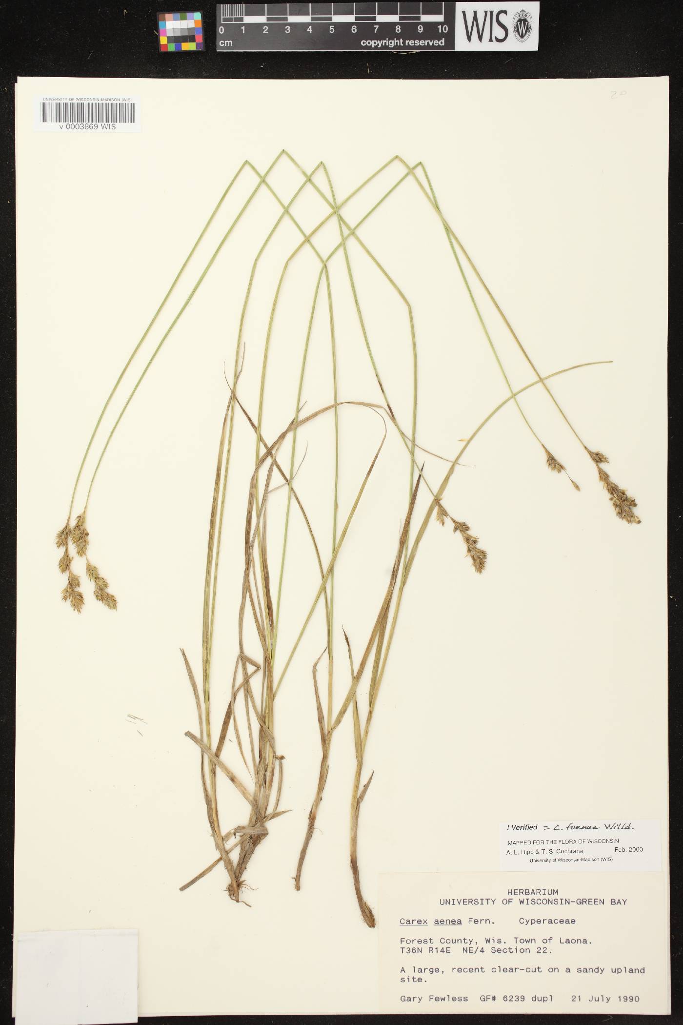 Carex foenea image