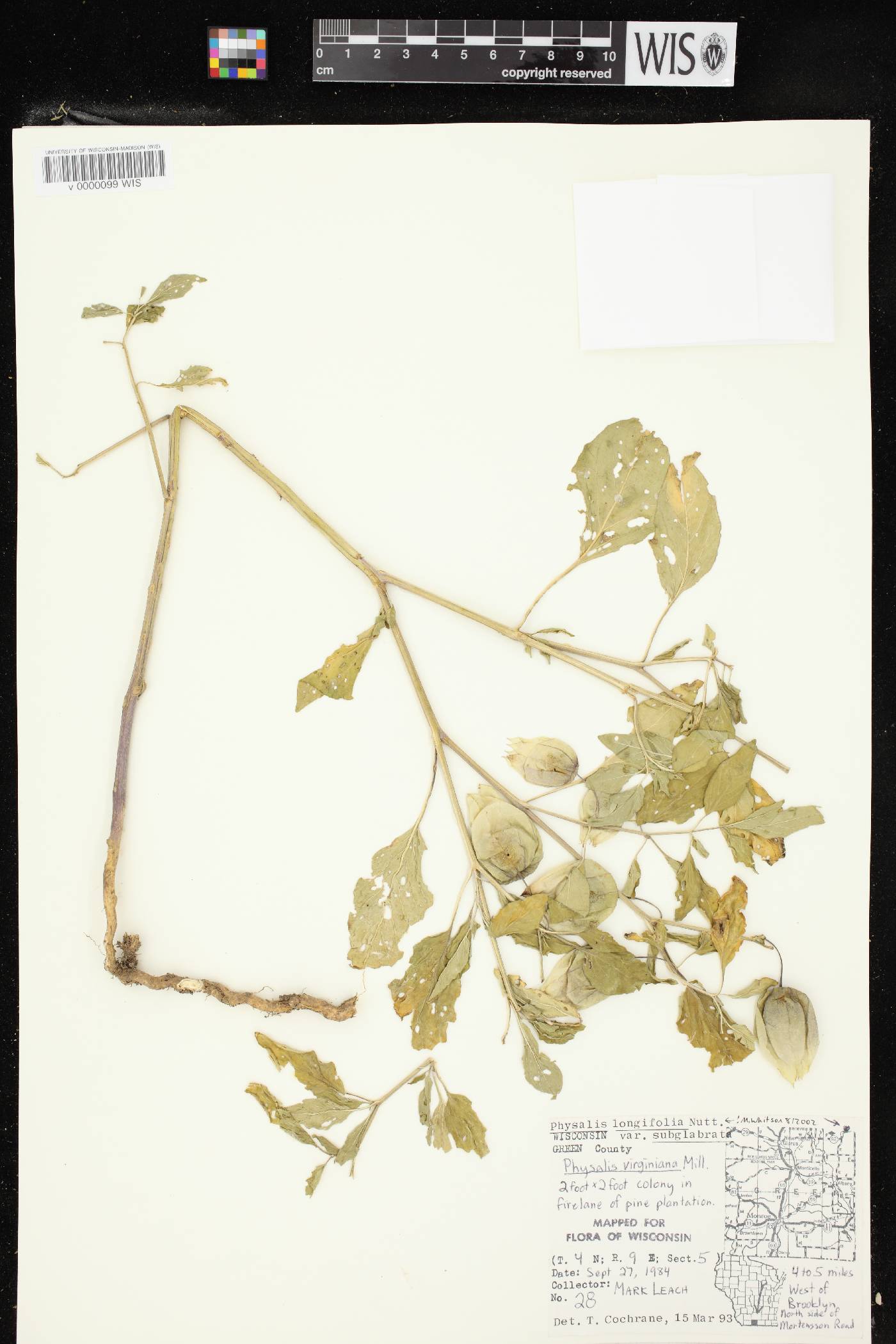 Physalis longifolia image