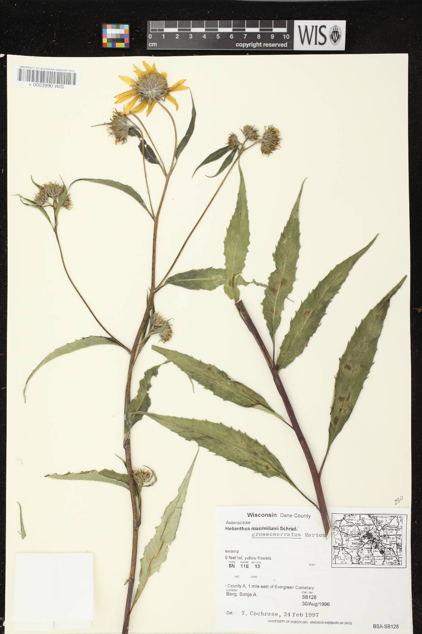 Helianthus grosseserratus image
