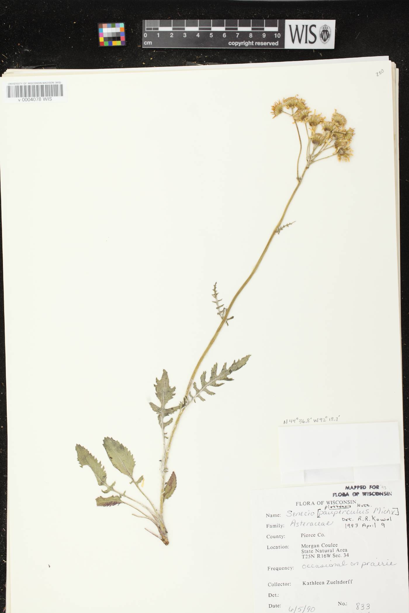 Packera plattensis image