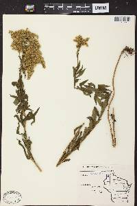 Image of Solidago