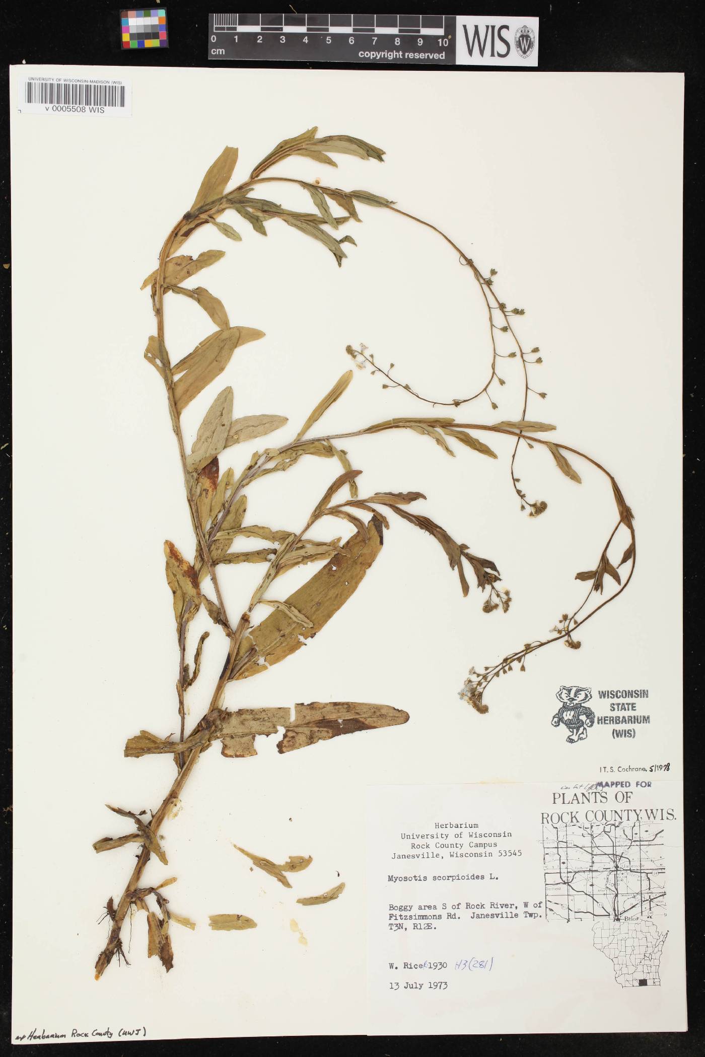 Myosotis scorpioides image