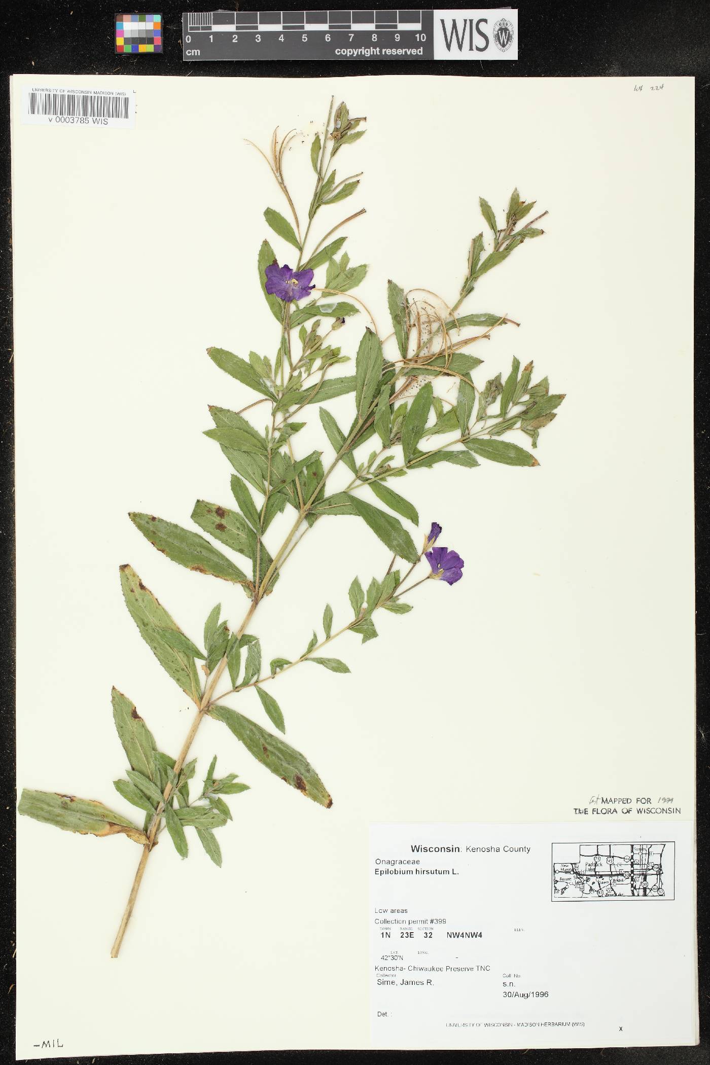 Epilobium hirsutum image
