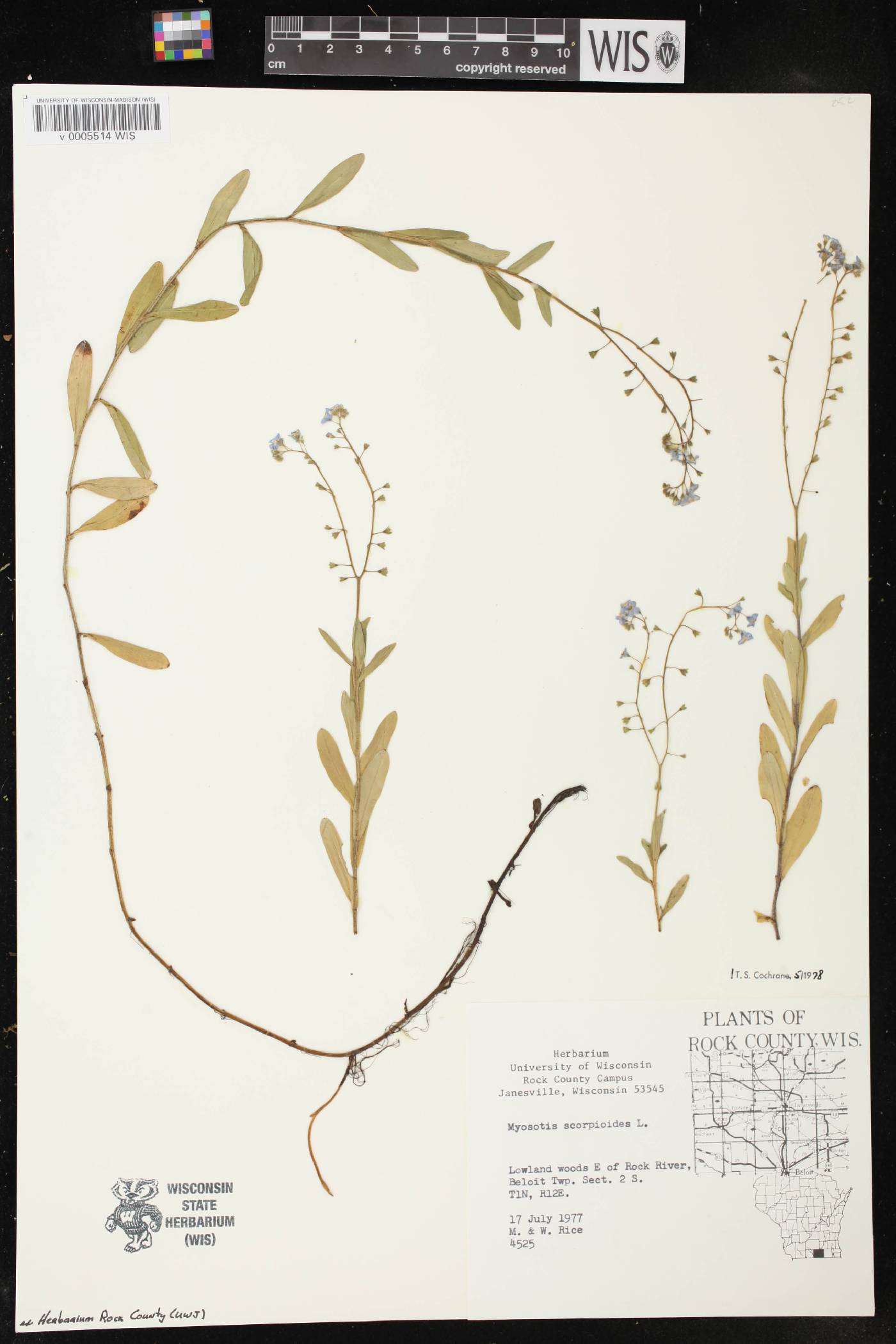 Myosotis scorpioides image