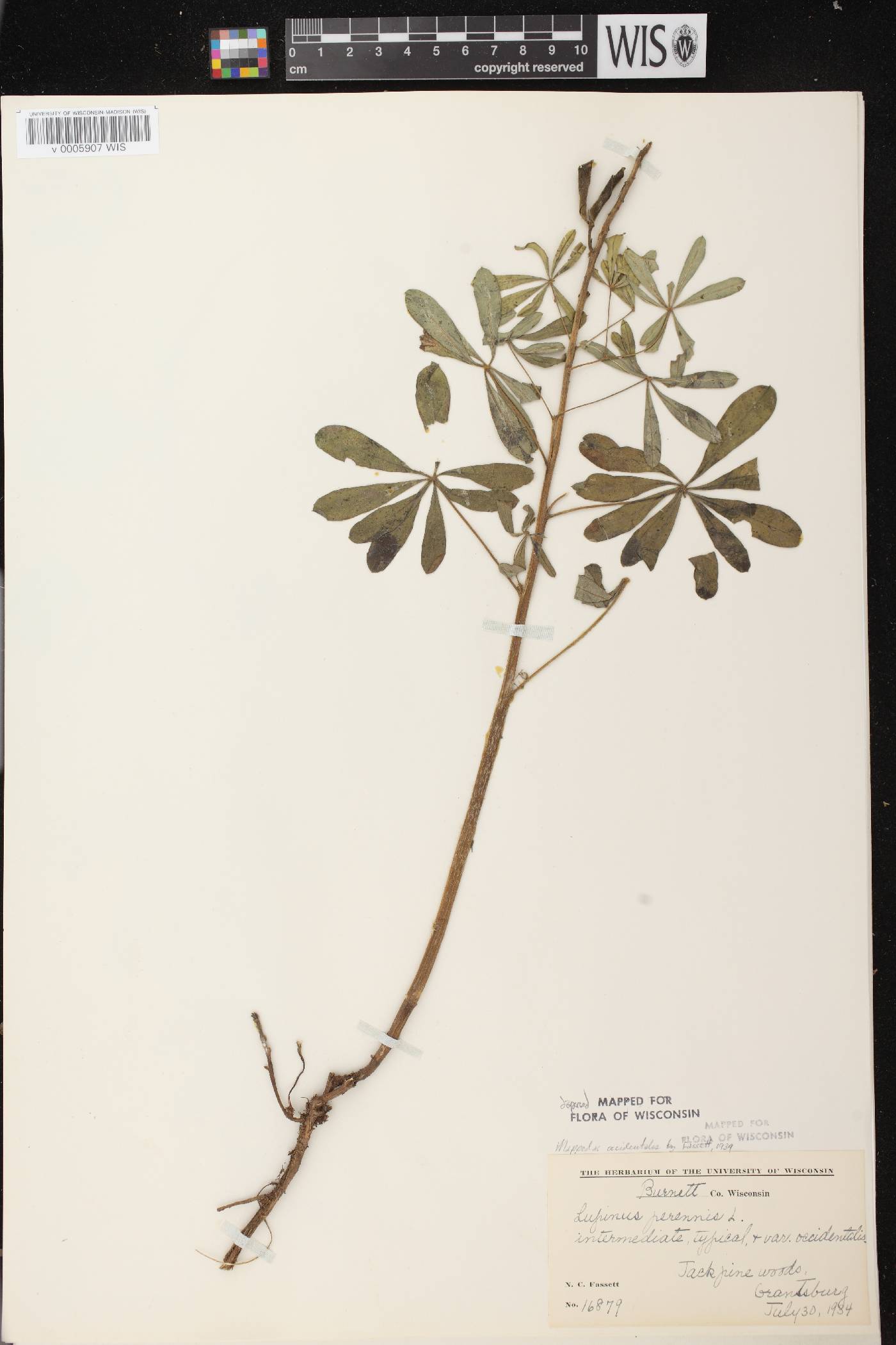 Lupinus perennis var. occidentalis image