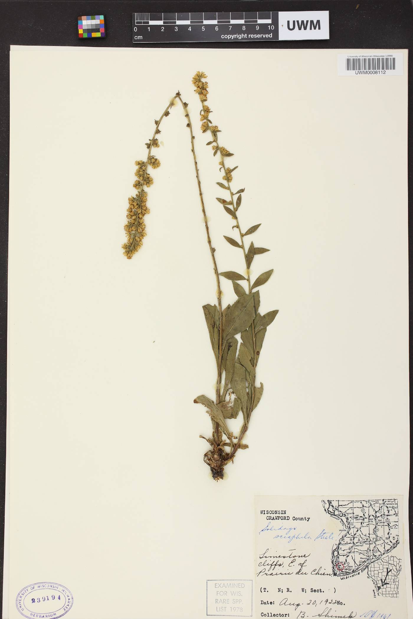 Solidago sciaphila image