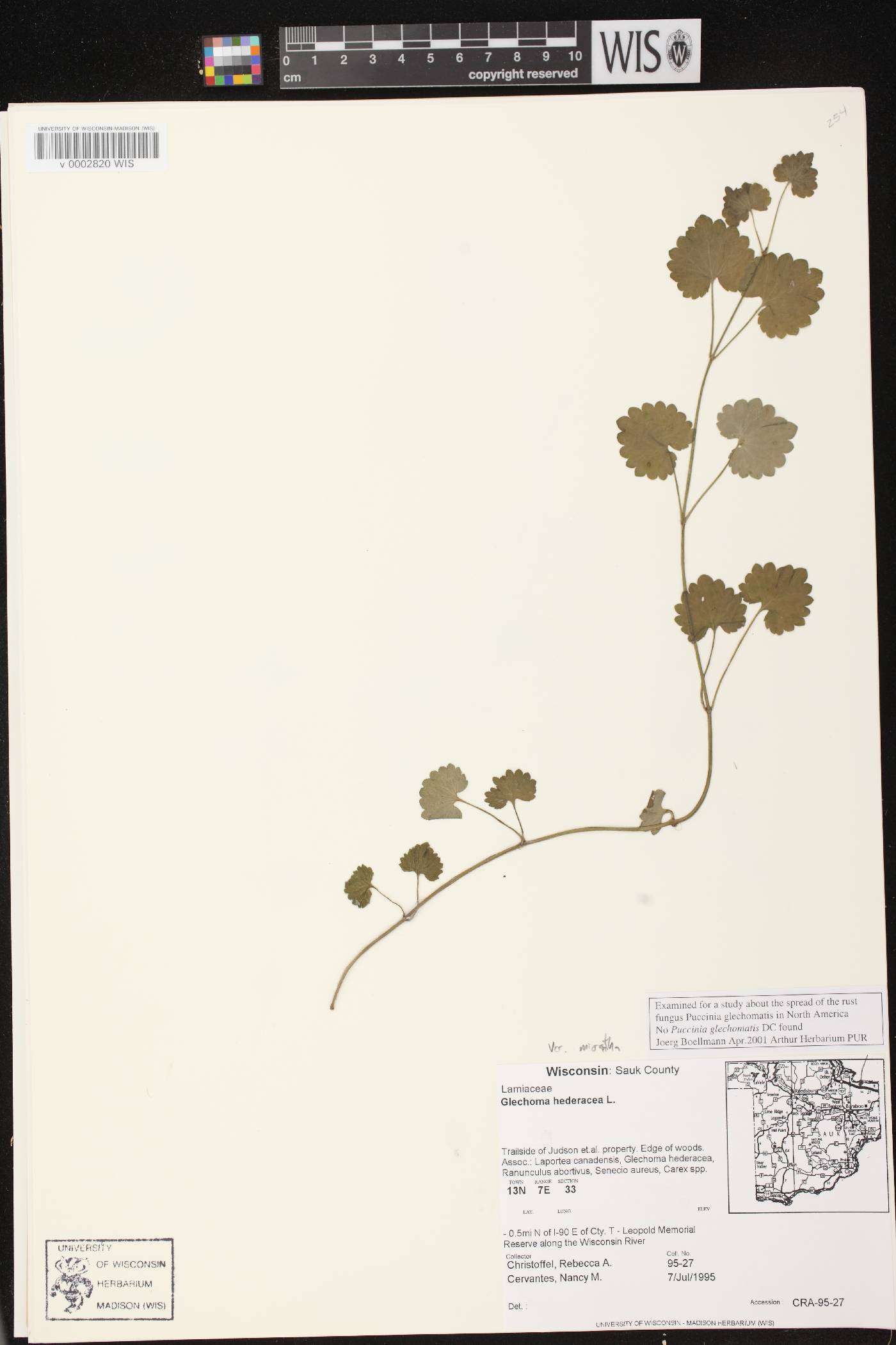 Glechoma hederacea var. micrantha image