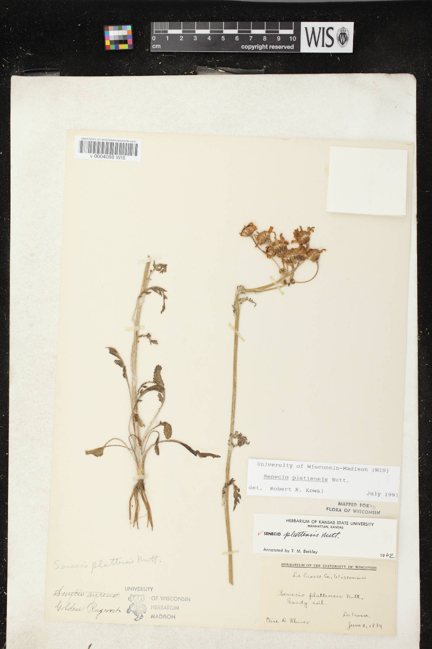 Packera plattensis image