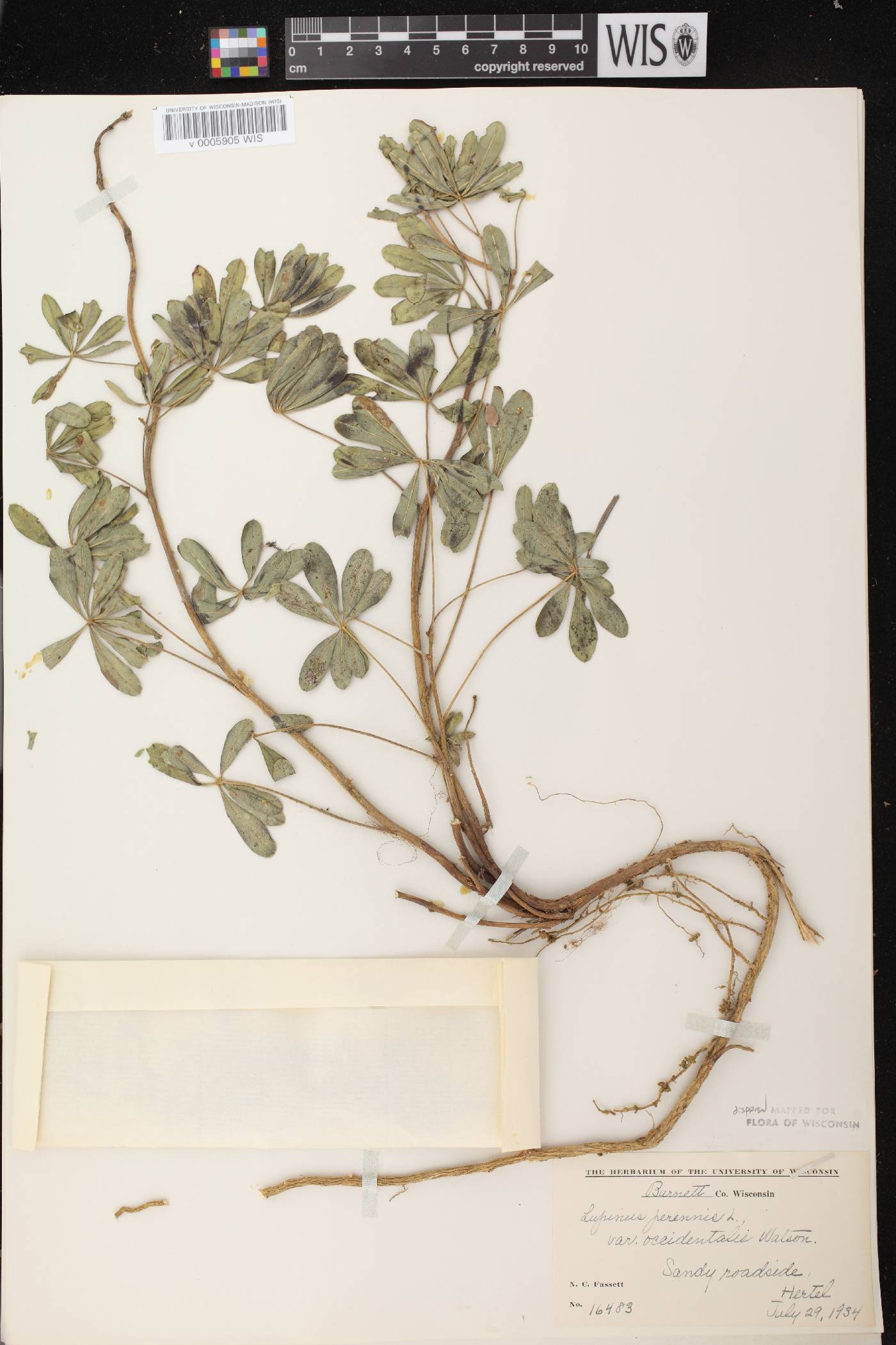 Lupinus perennis var. occidentalis image