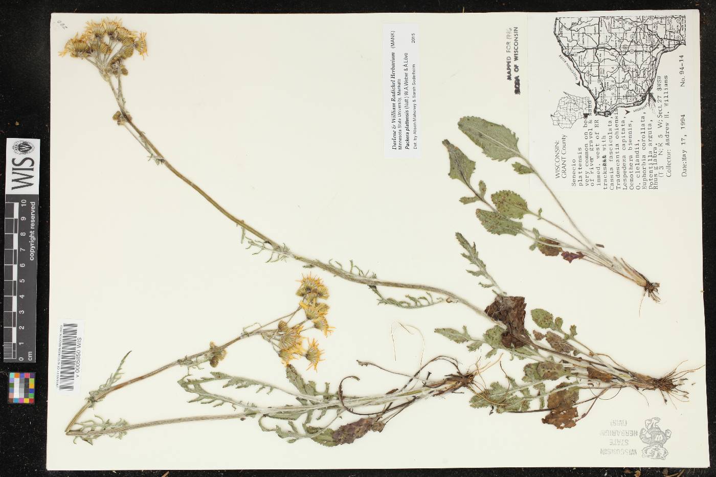 Packera plattensis image