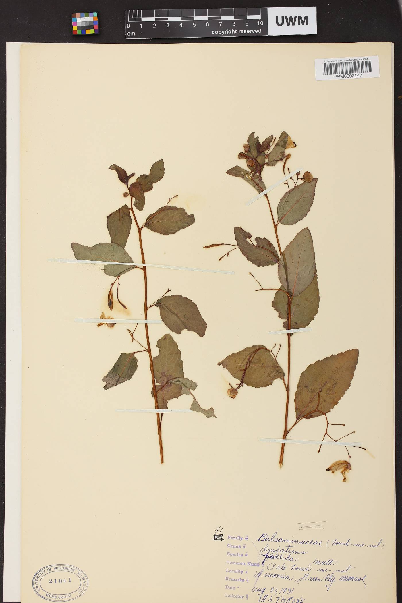 Impatiens pallida image