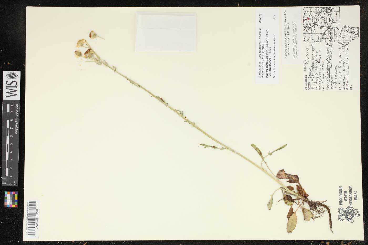 Packera paupercula image
