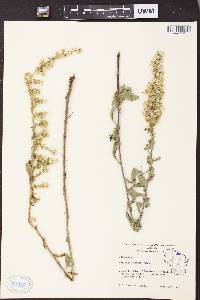 Image of Solidago hispida