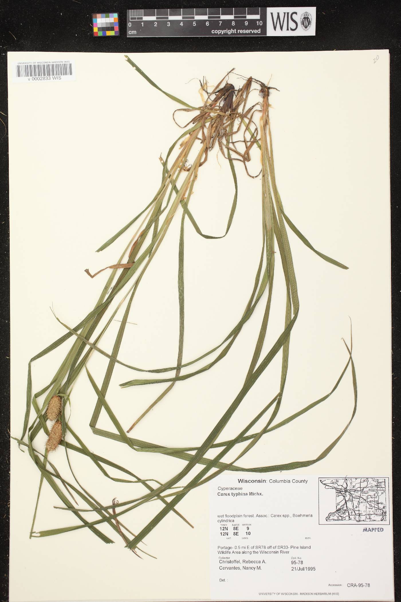 Carex typhina image