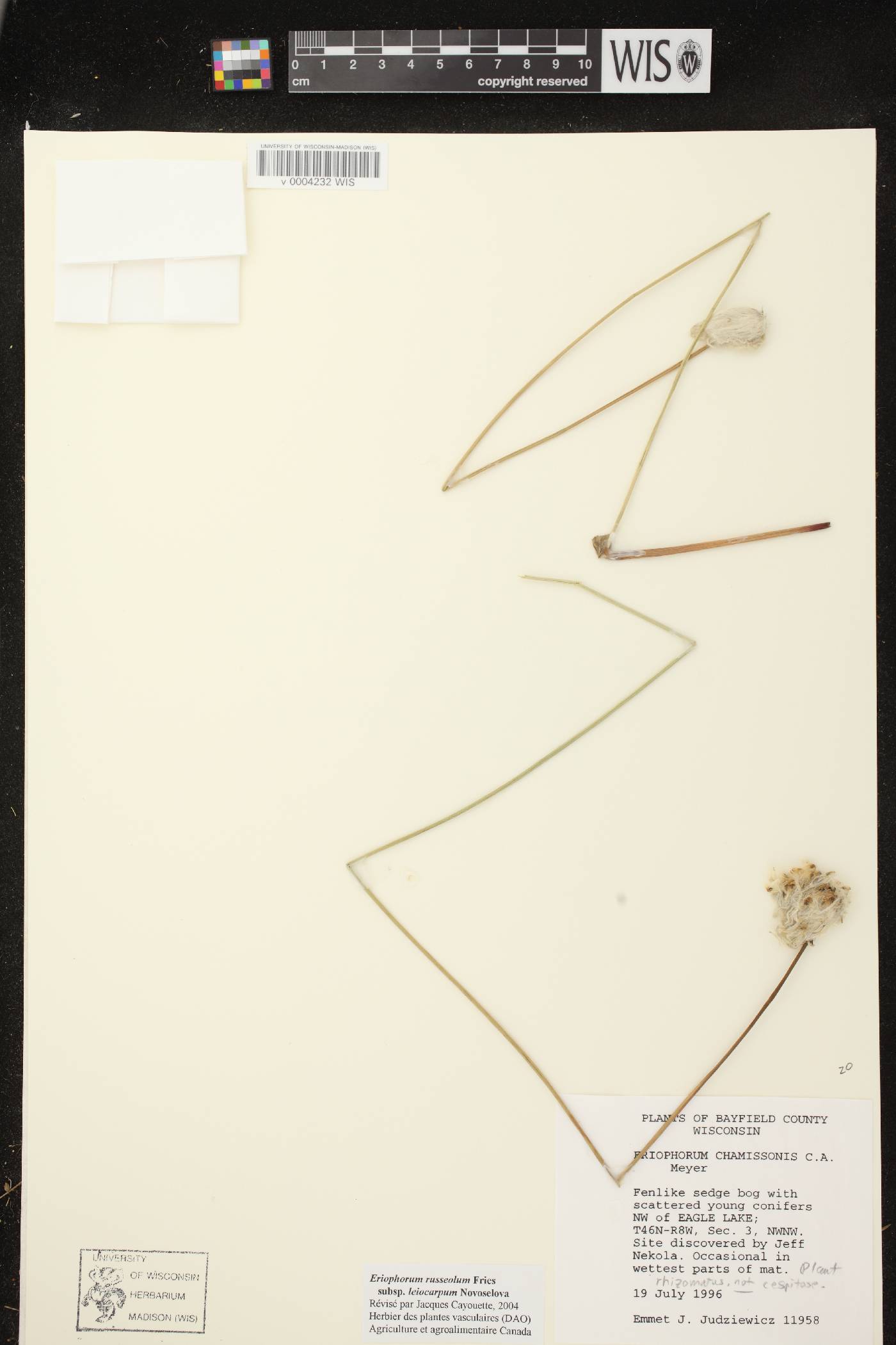 Eriophorum chamissonis image