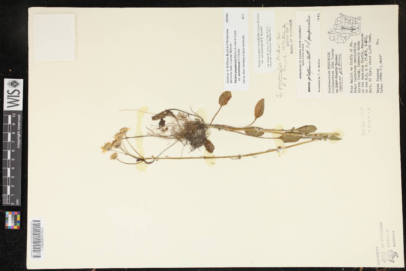 Packera paupercula image