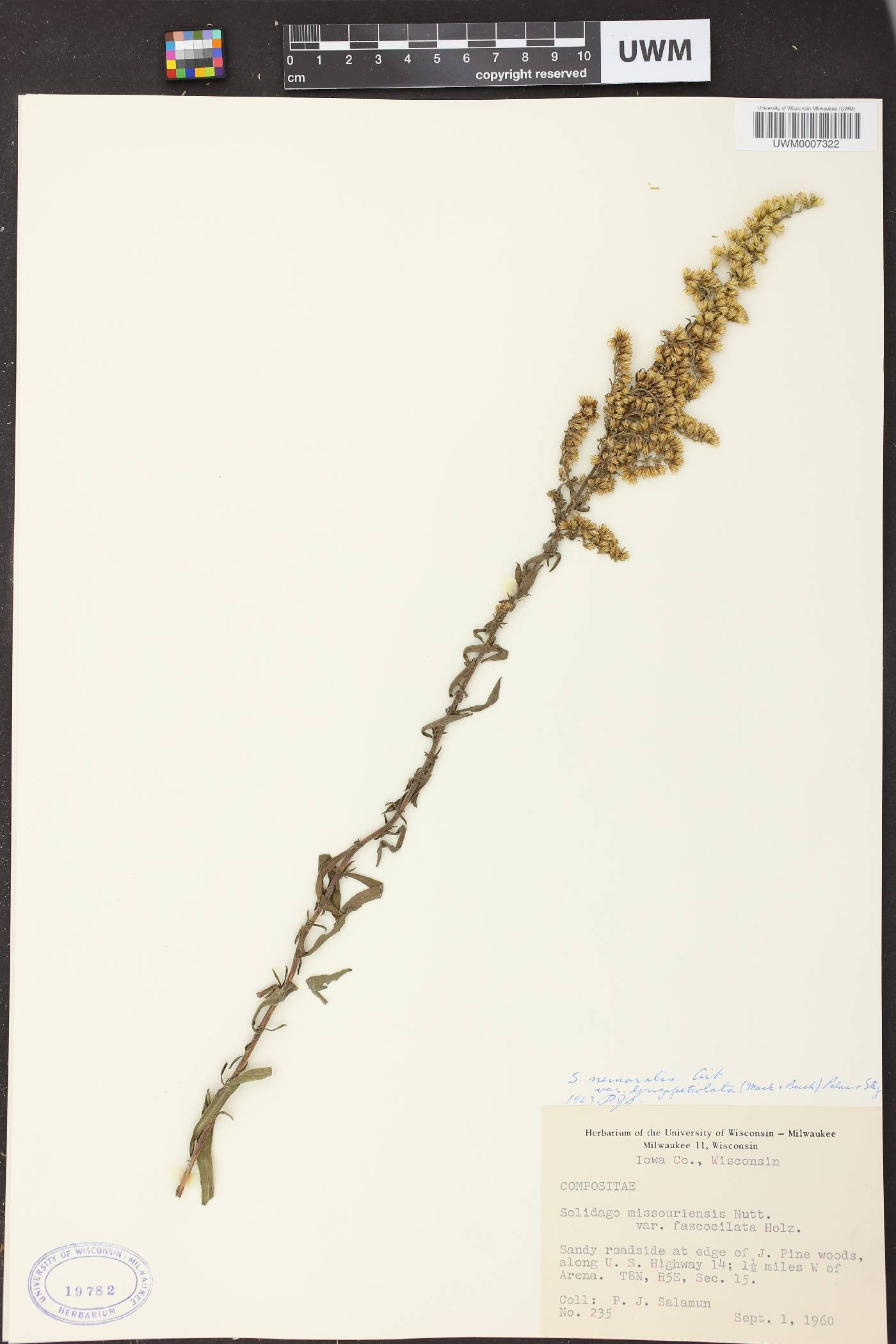 Solidago nemoralis subsp. decemflora image