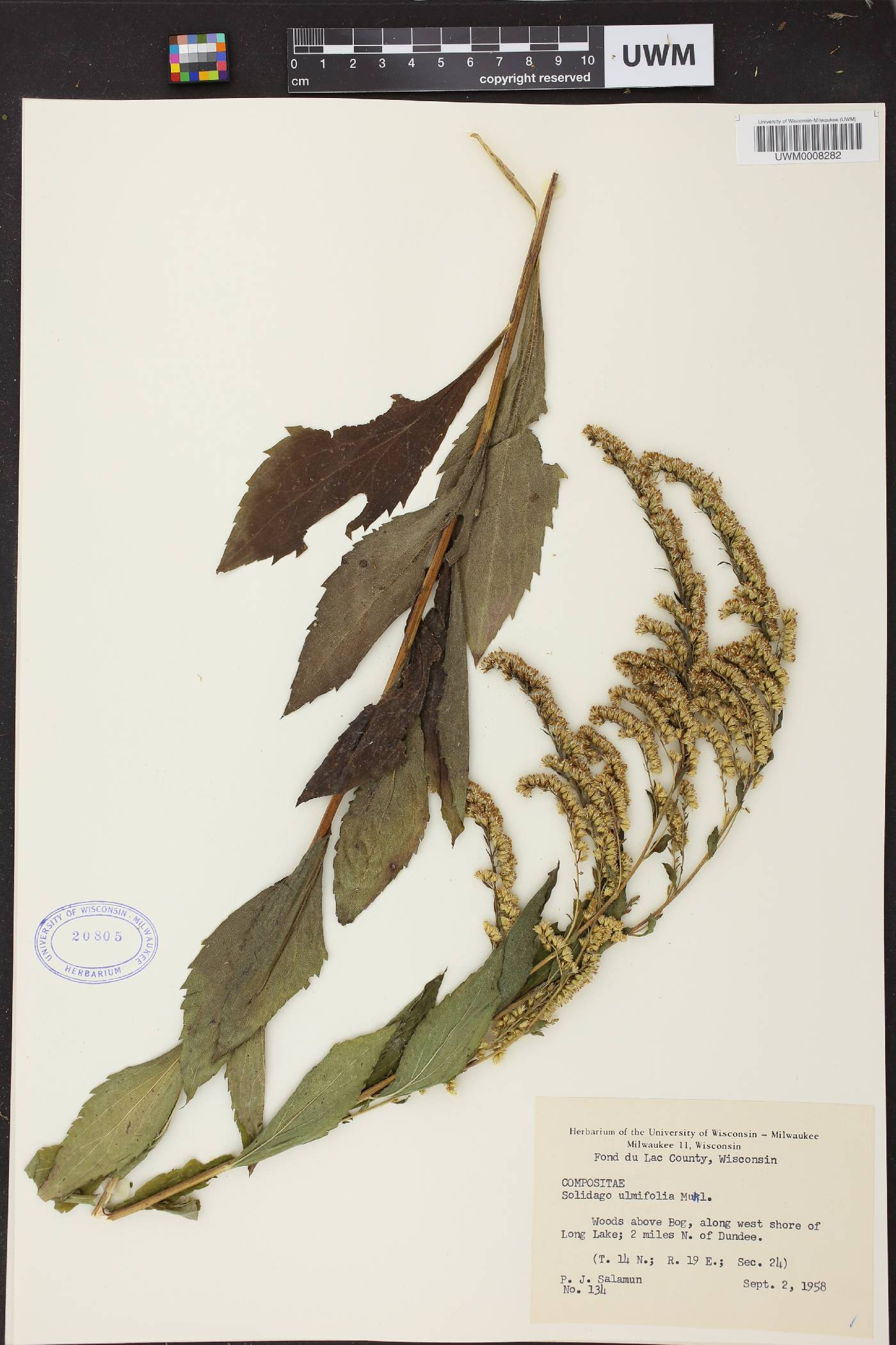 Solidago ulmifolia var. ulmifolia image