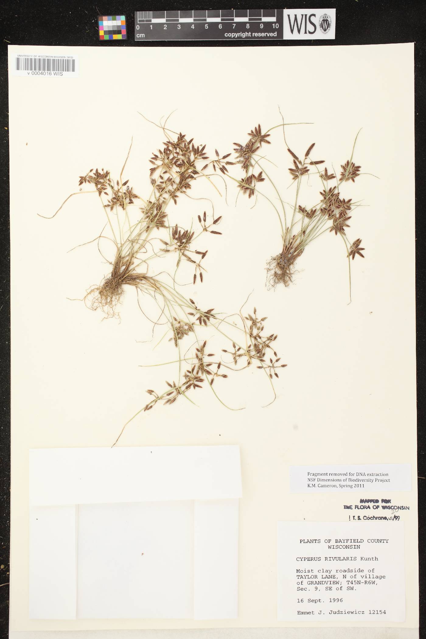 Cyperus bipartitus image