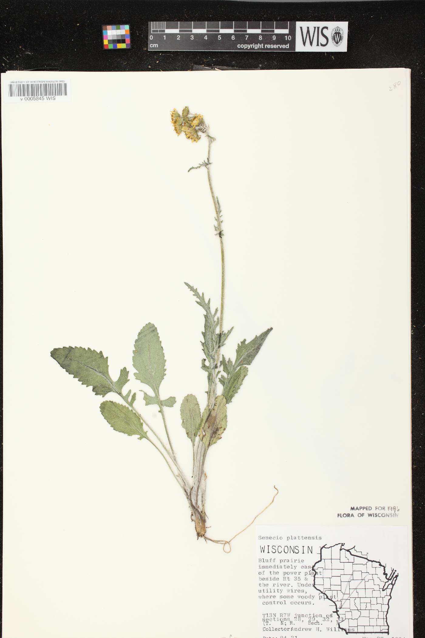 Packera plattensis image