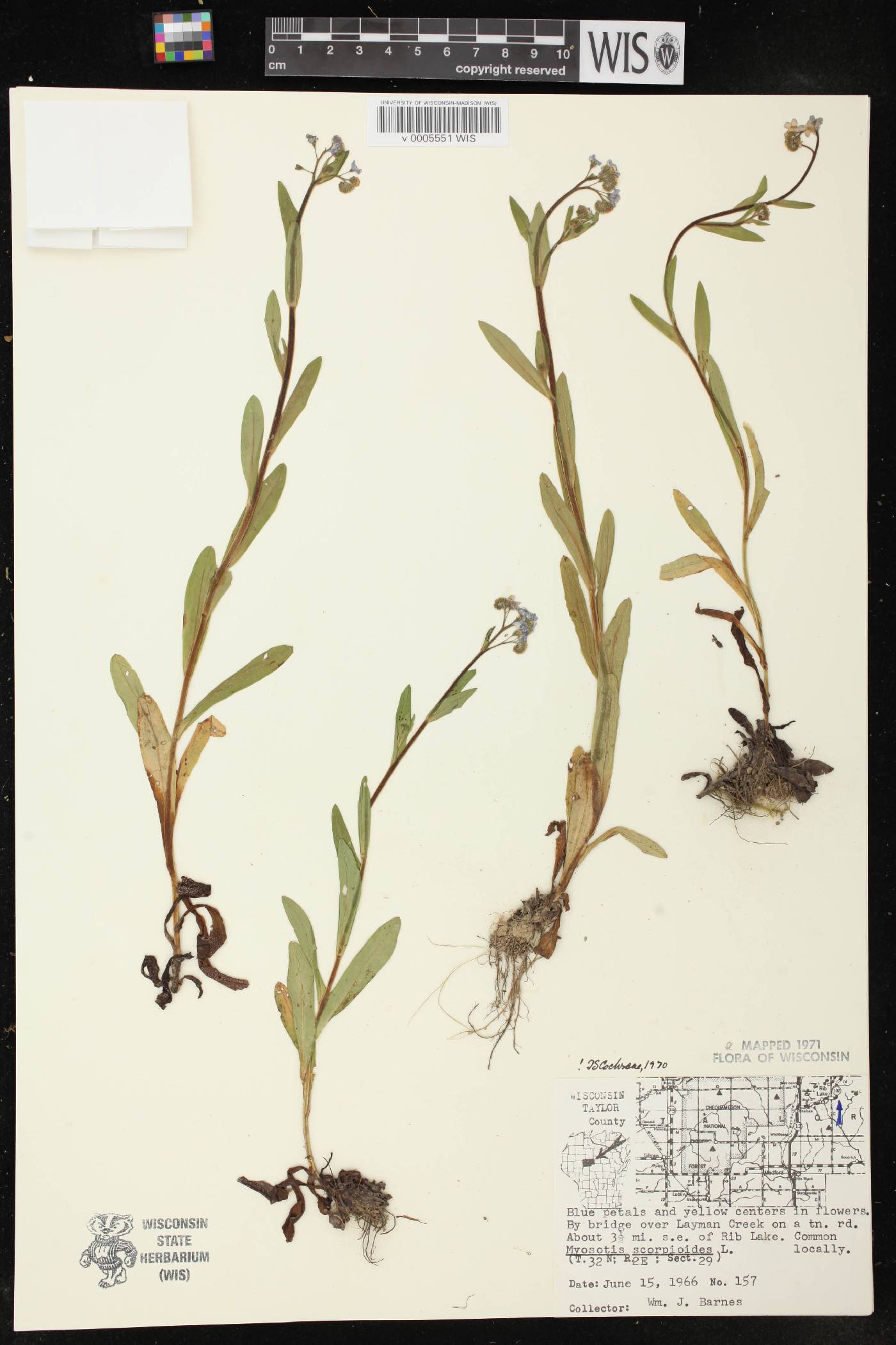 Myosotis scorpioides image