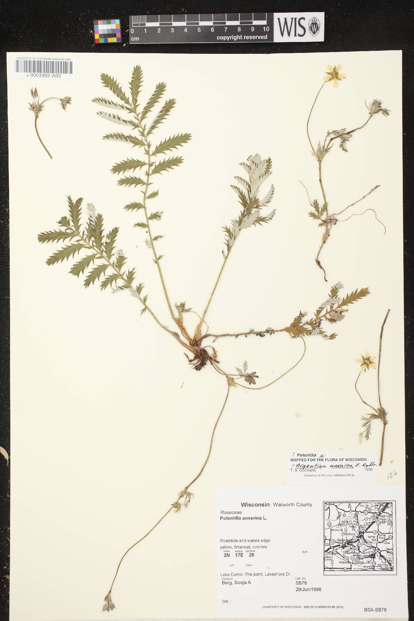 Potentilla anserina subsp. anserina image