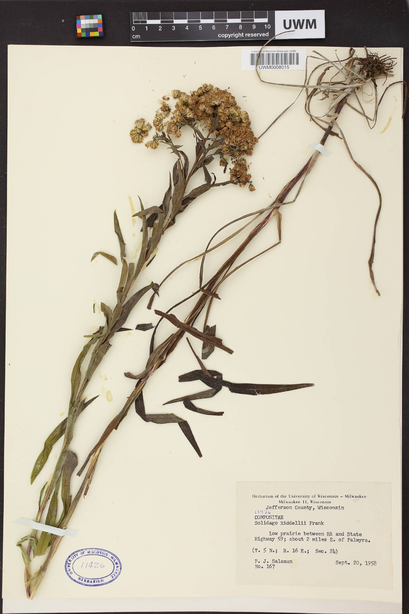 Solidago riddellii image