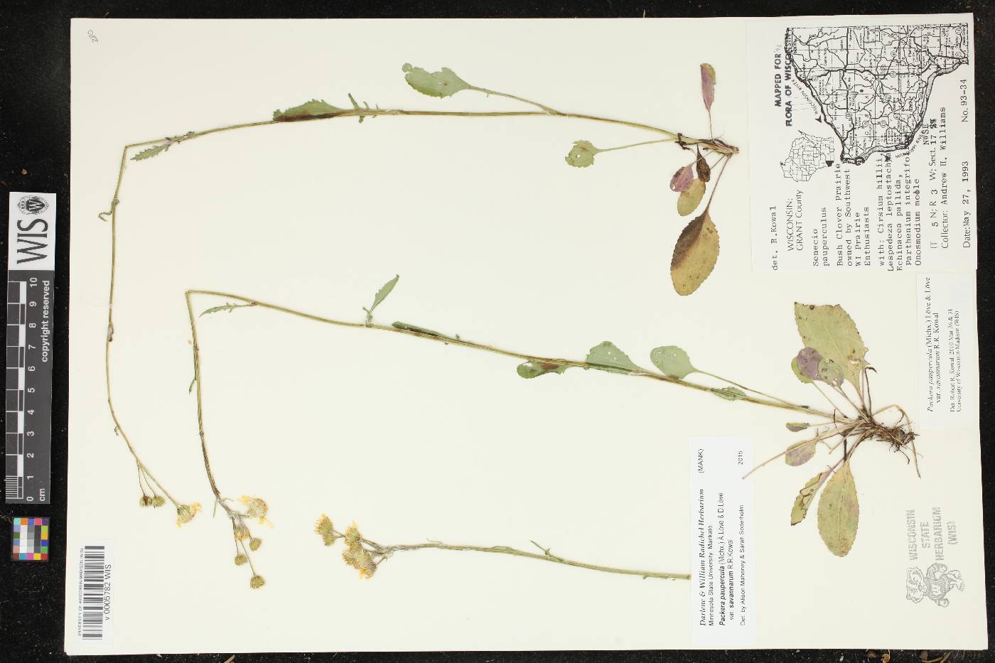 Packera paupercula image