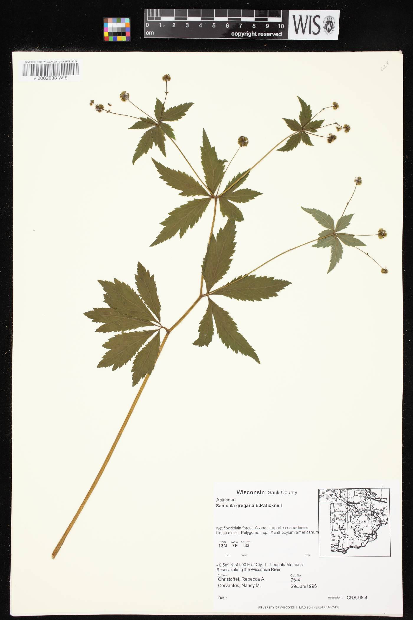 Sanicula odorata image